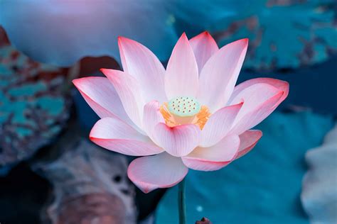 The significance of colors in emerald lotus divination: Unlocking their meanings
